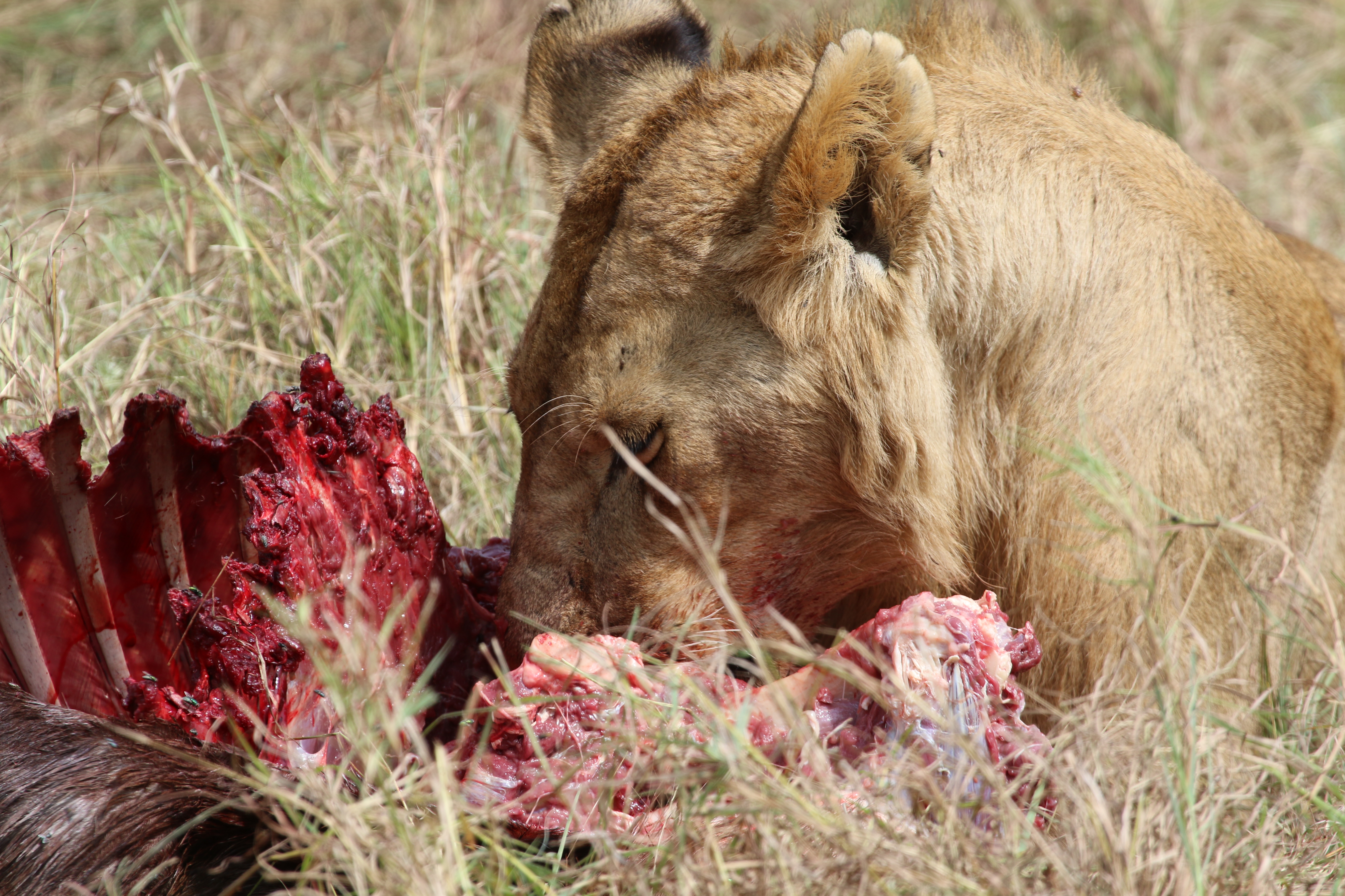 Masai Mara Great Migration Safari (July–October)