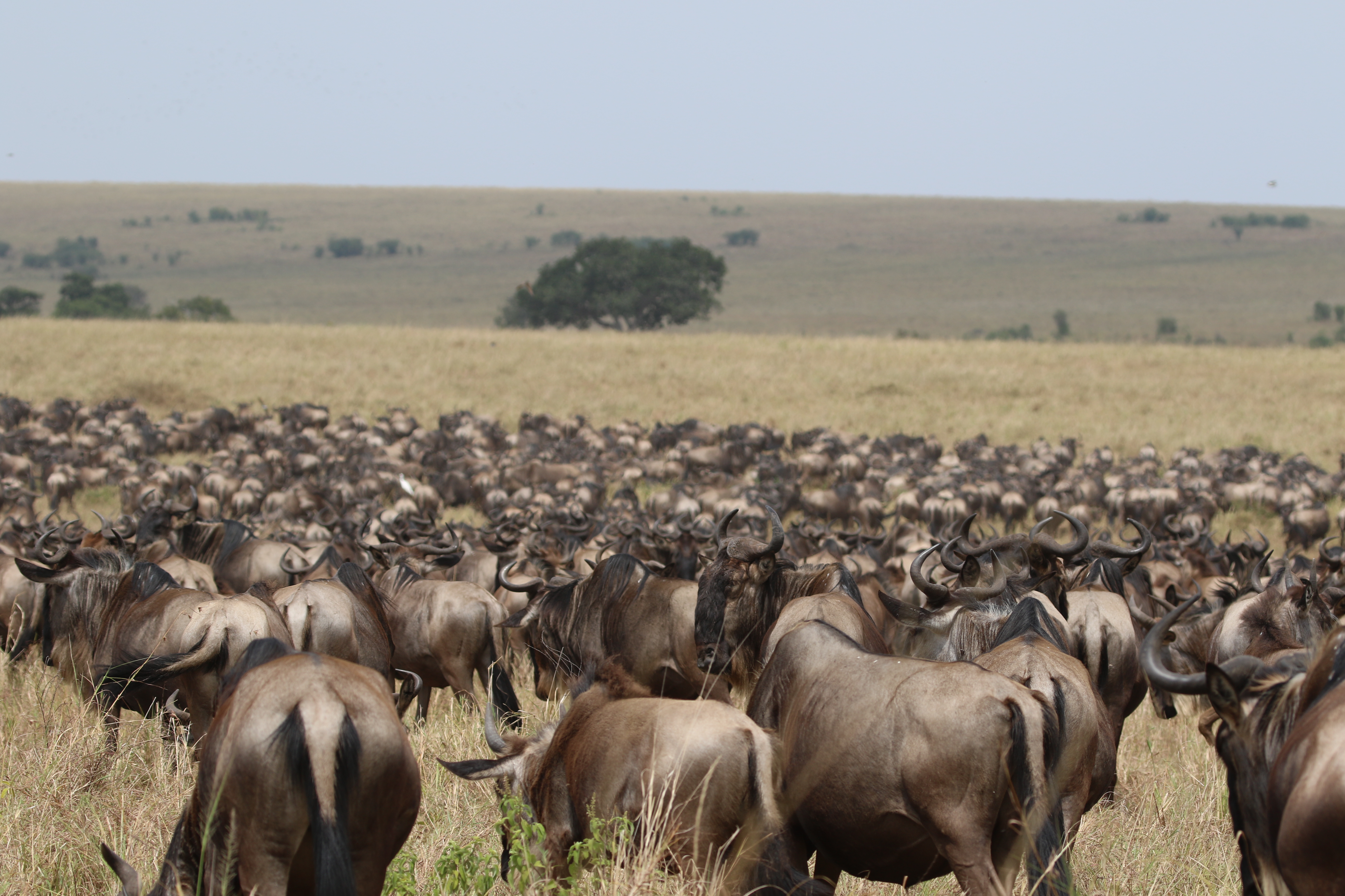 Kenya Safari Prices Guide