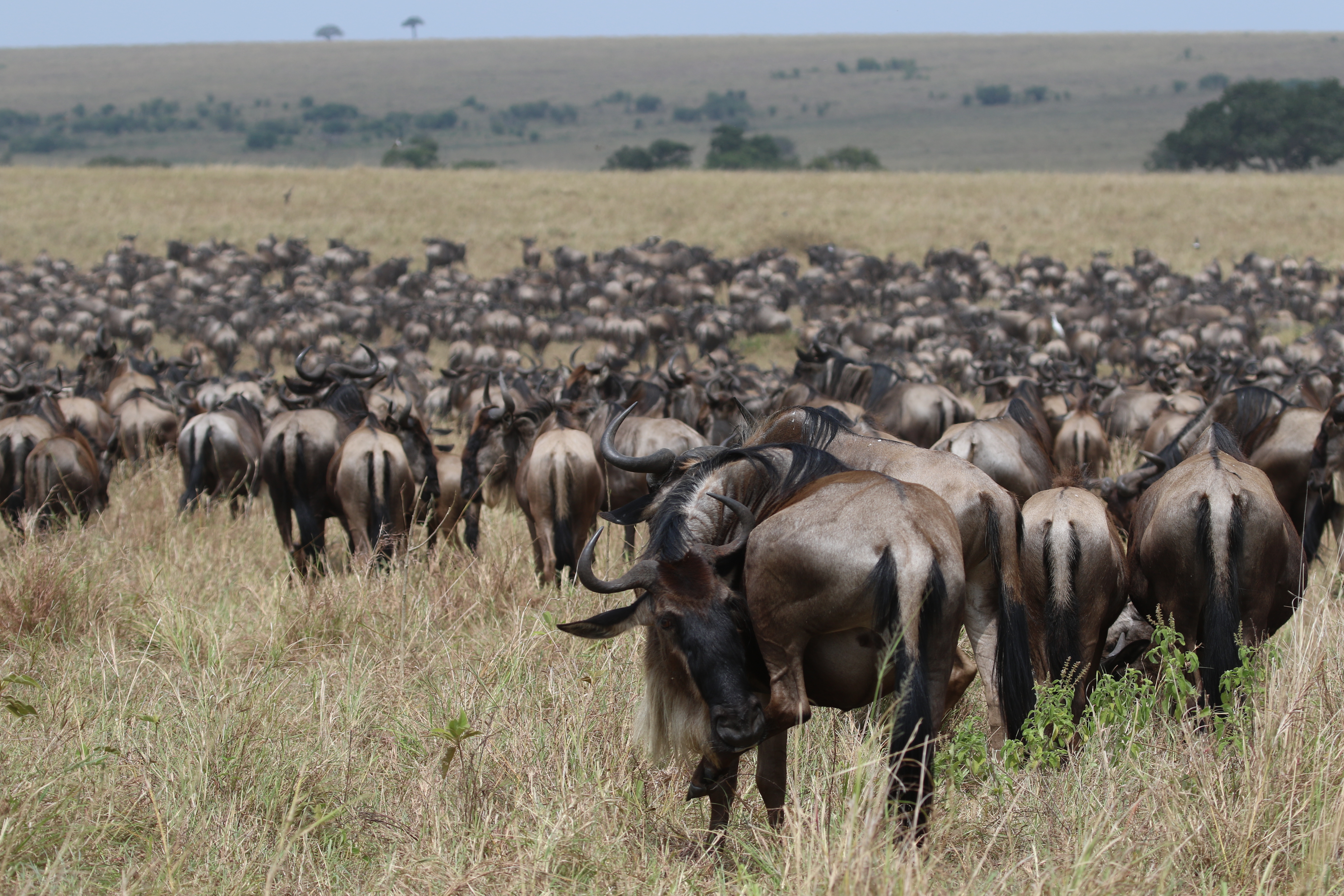 Kenya Safari Prices Guide