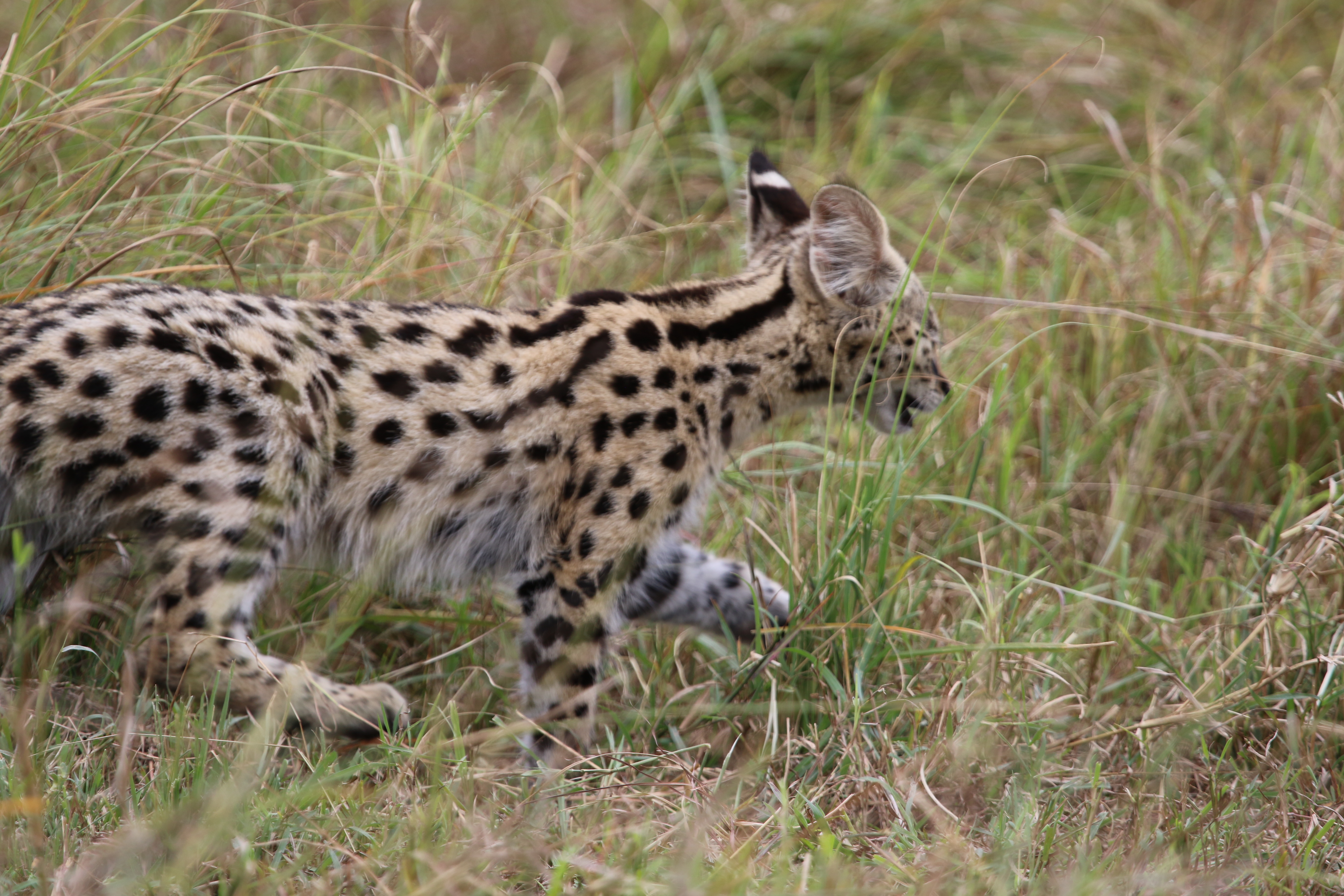 Masai Mara Great Migration Safari (July–October)