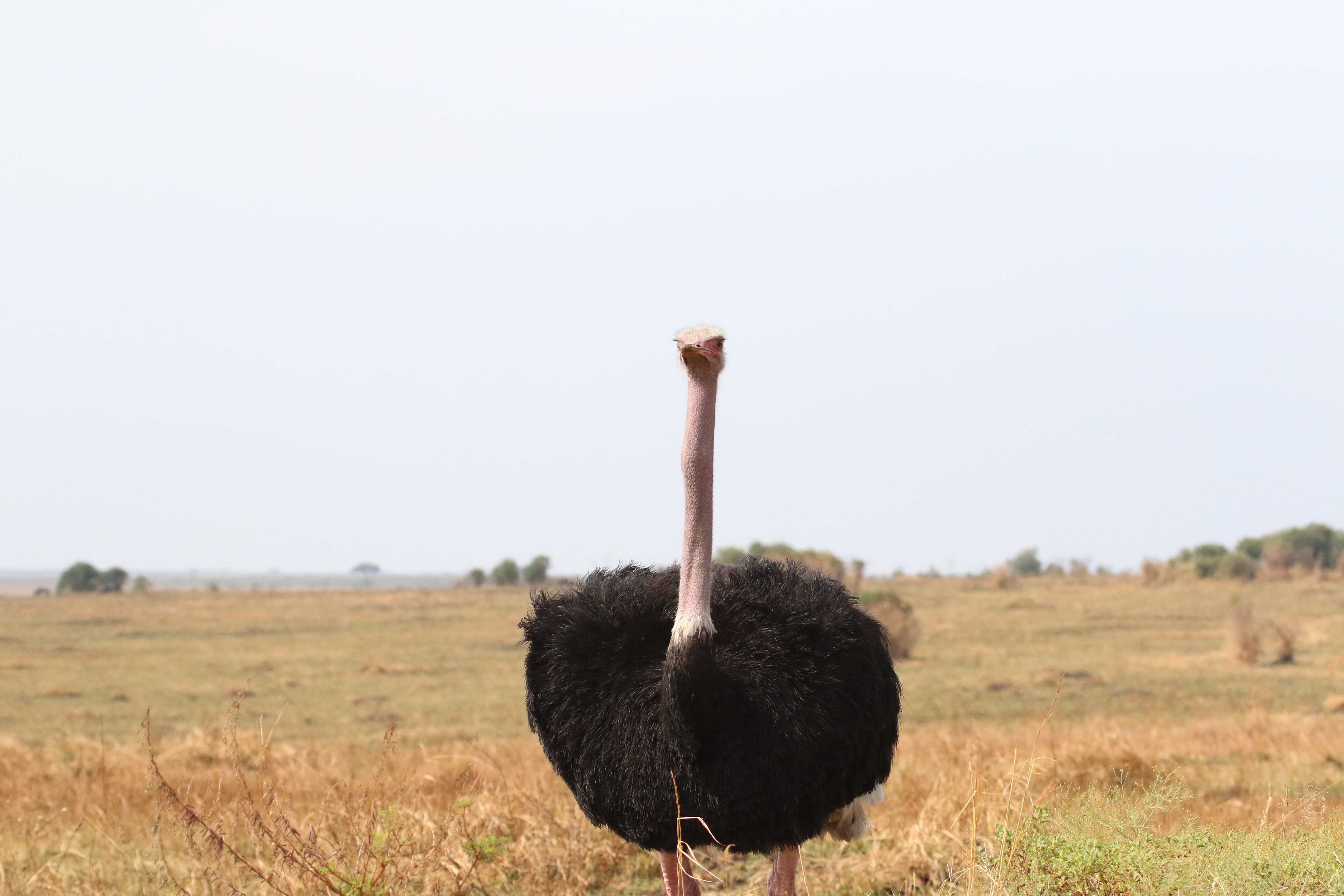 6 Days Safari The Halal Way