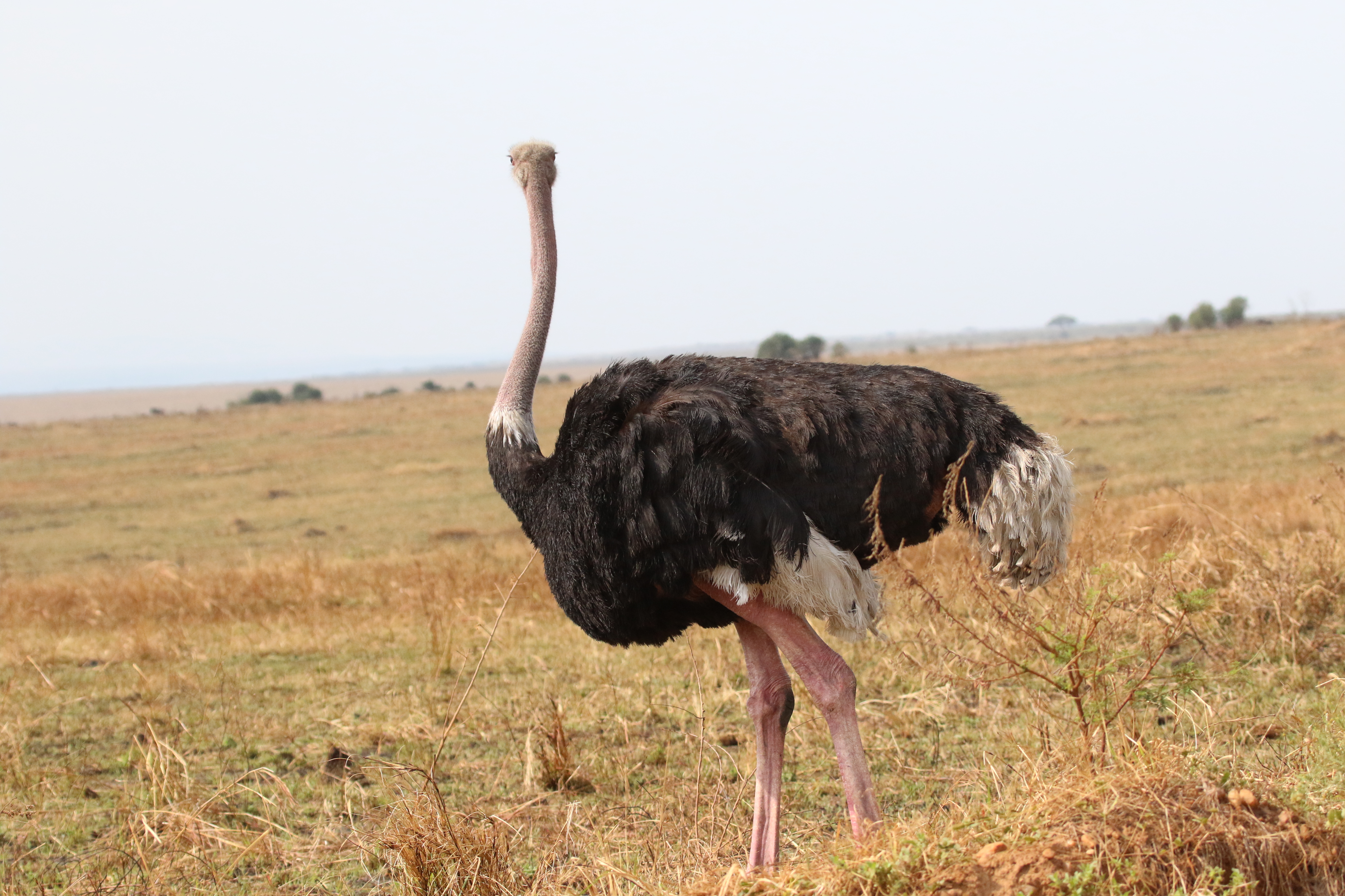 6-Day Ol Pejeta & Samburu Safari Adventure