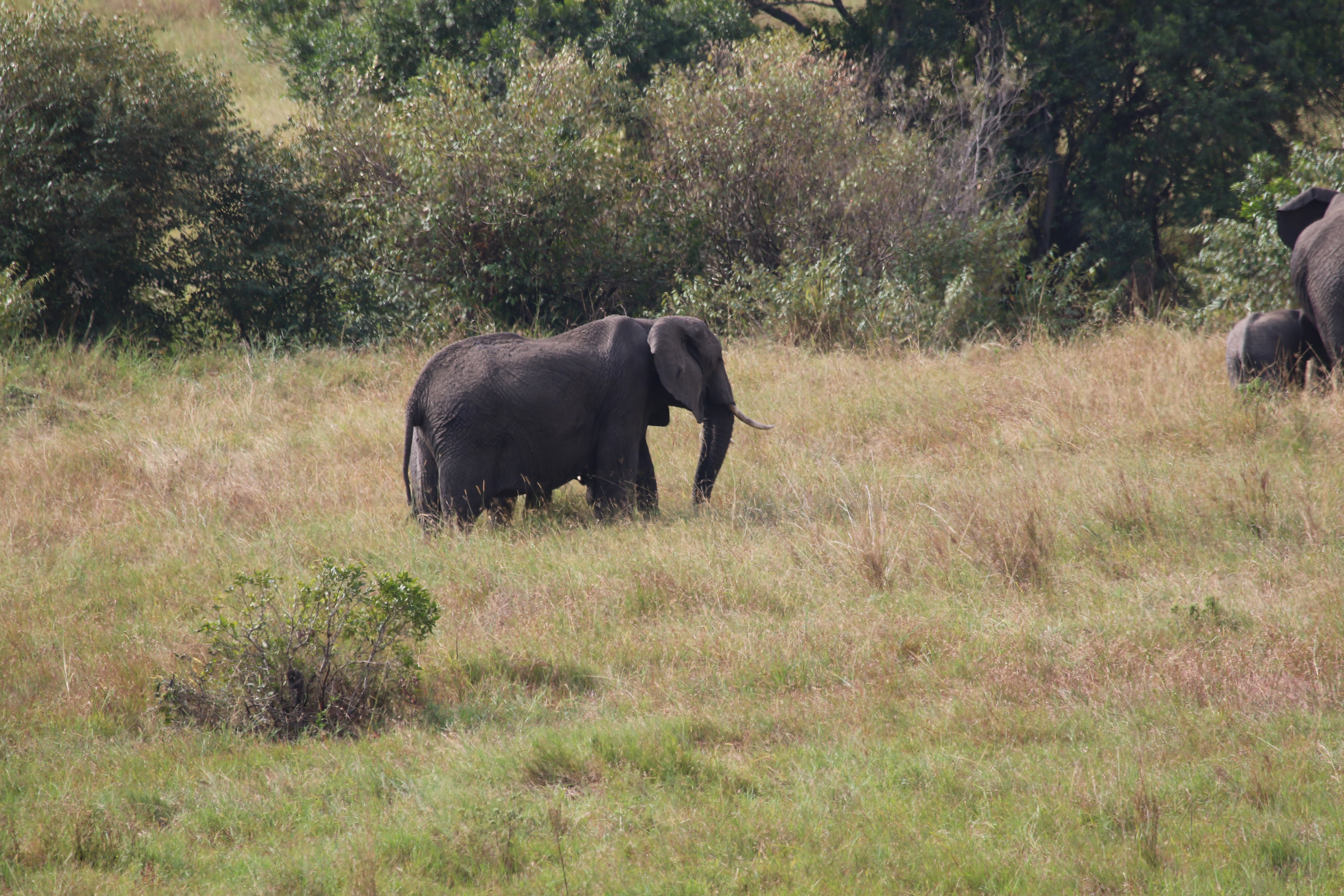Unforgettable 4 Night / 5 Days Safari Experience
