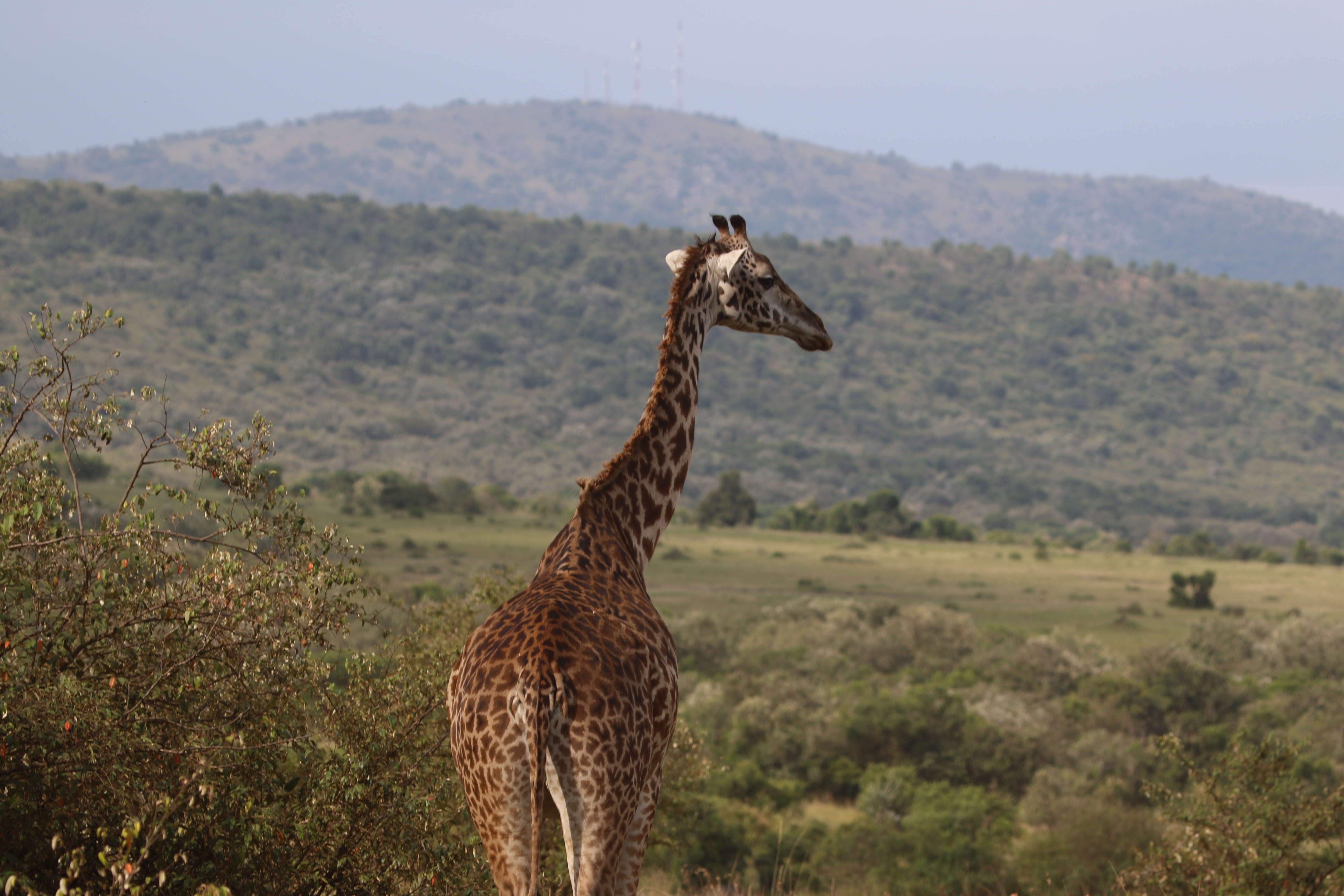 5-Day Masai Mara-Lake Nakuru-Naivasha Safari