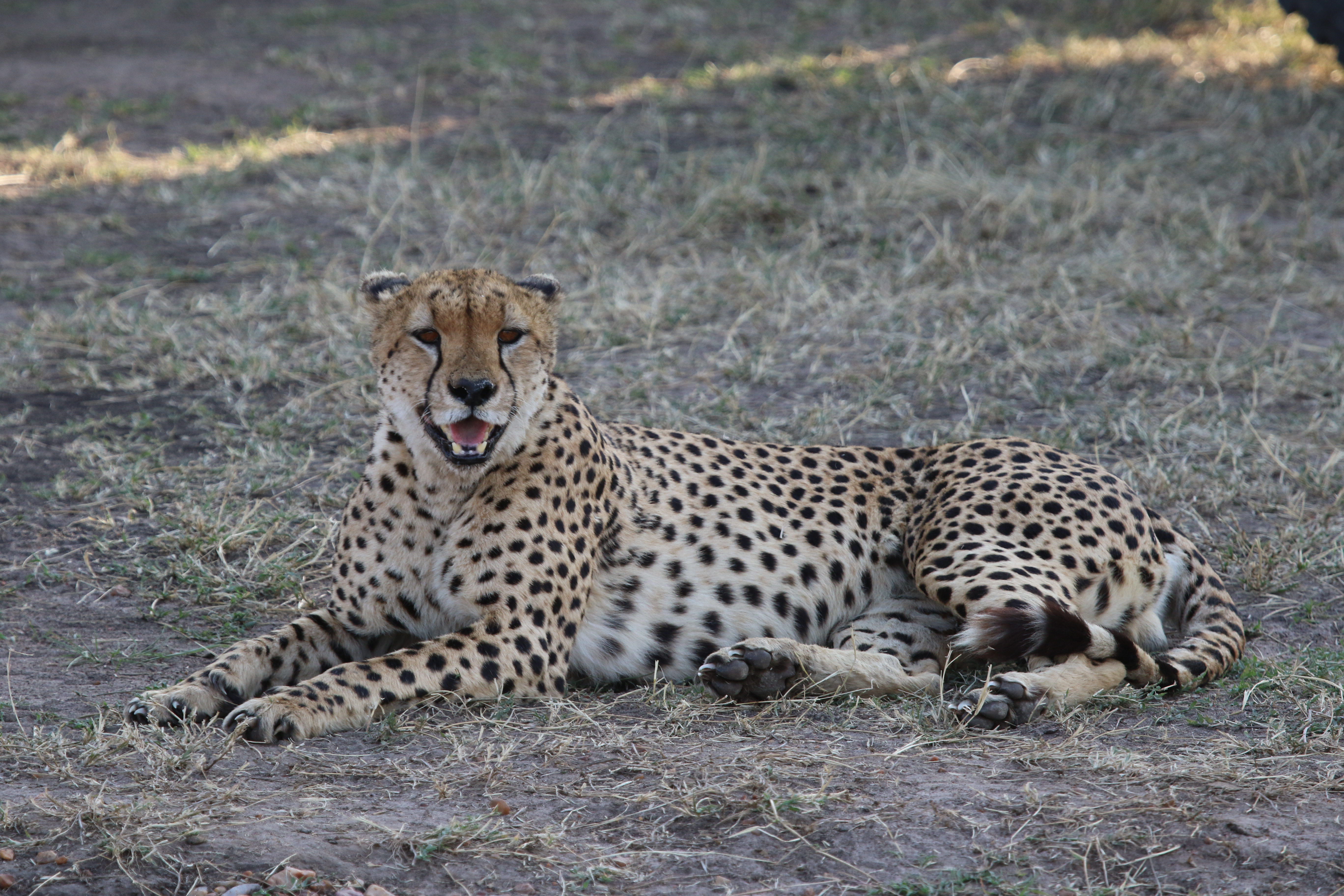 Kenya Safari Prices Guide