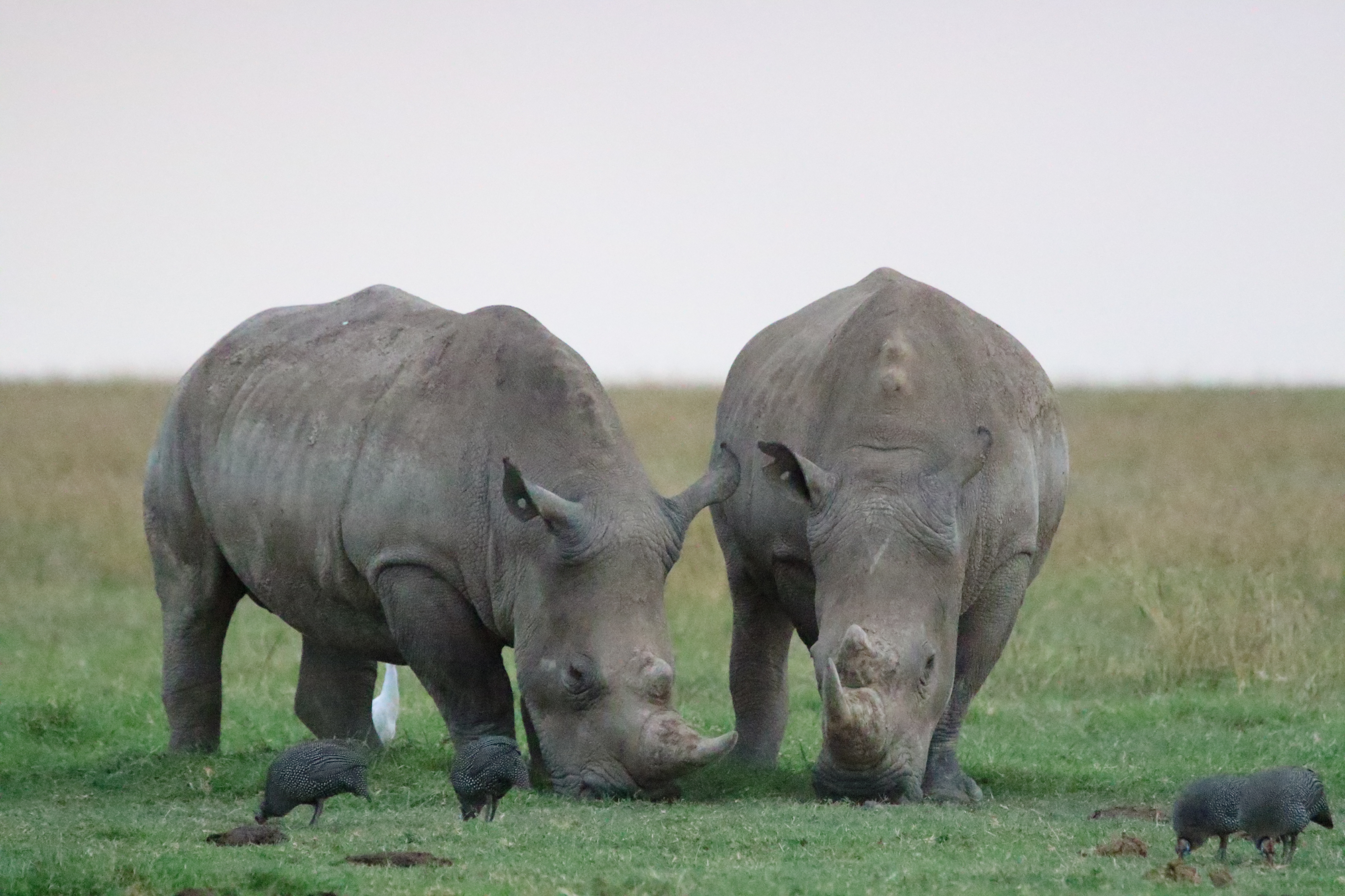 7 Days Safari Masai Mara – Nakuru - Naivasha – Amboseli  Shared Safari