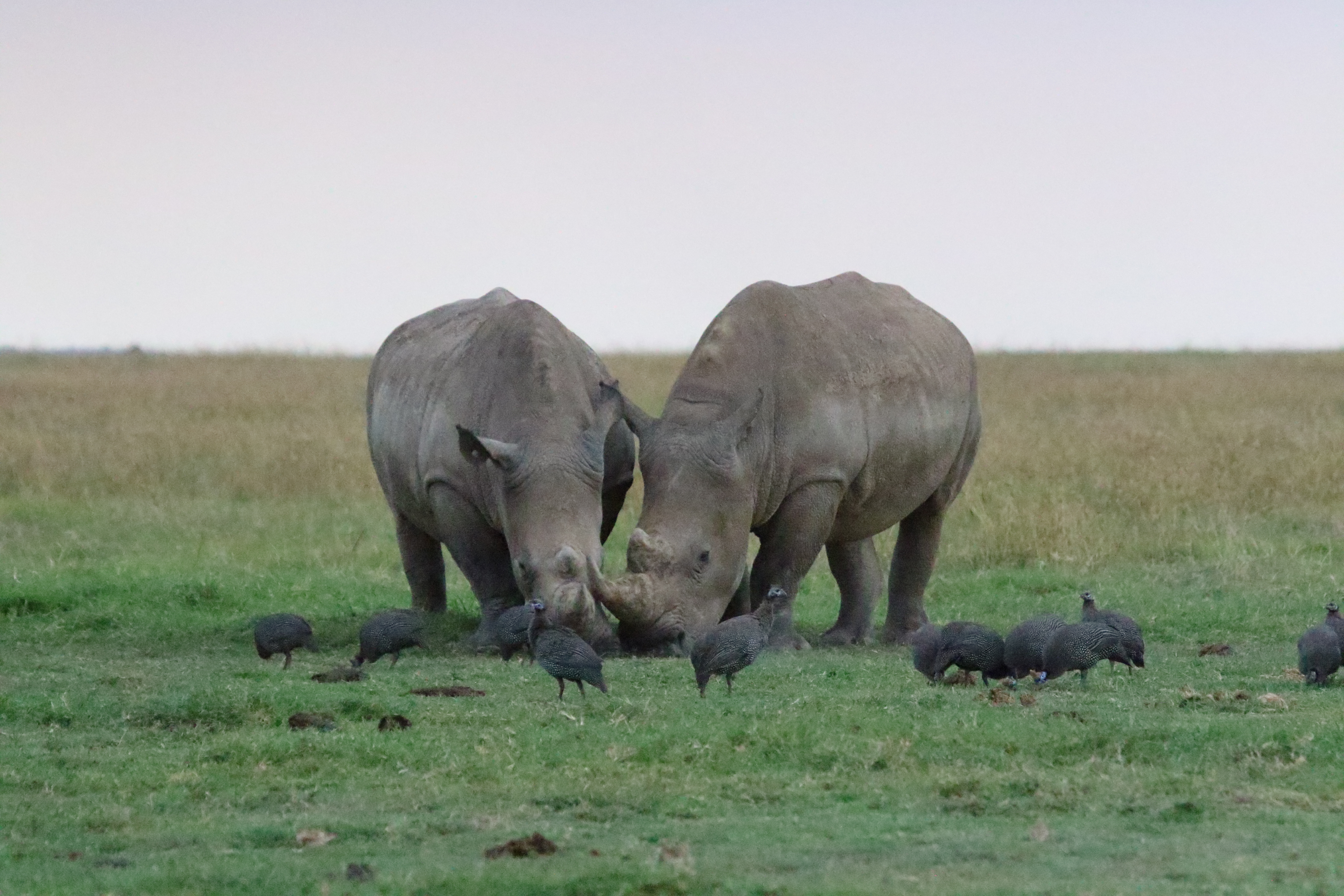 6-Day Ol Pejeta & Samburu Safari Adventure