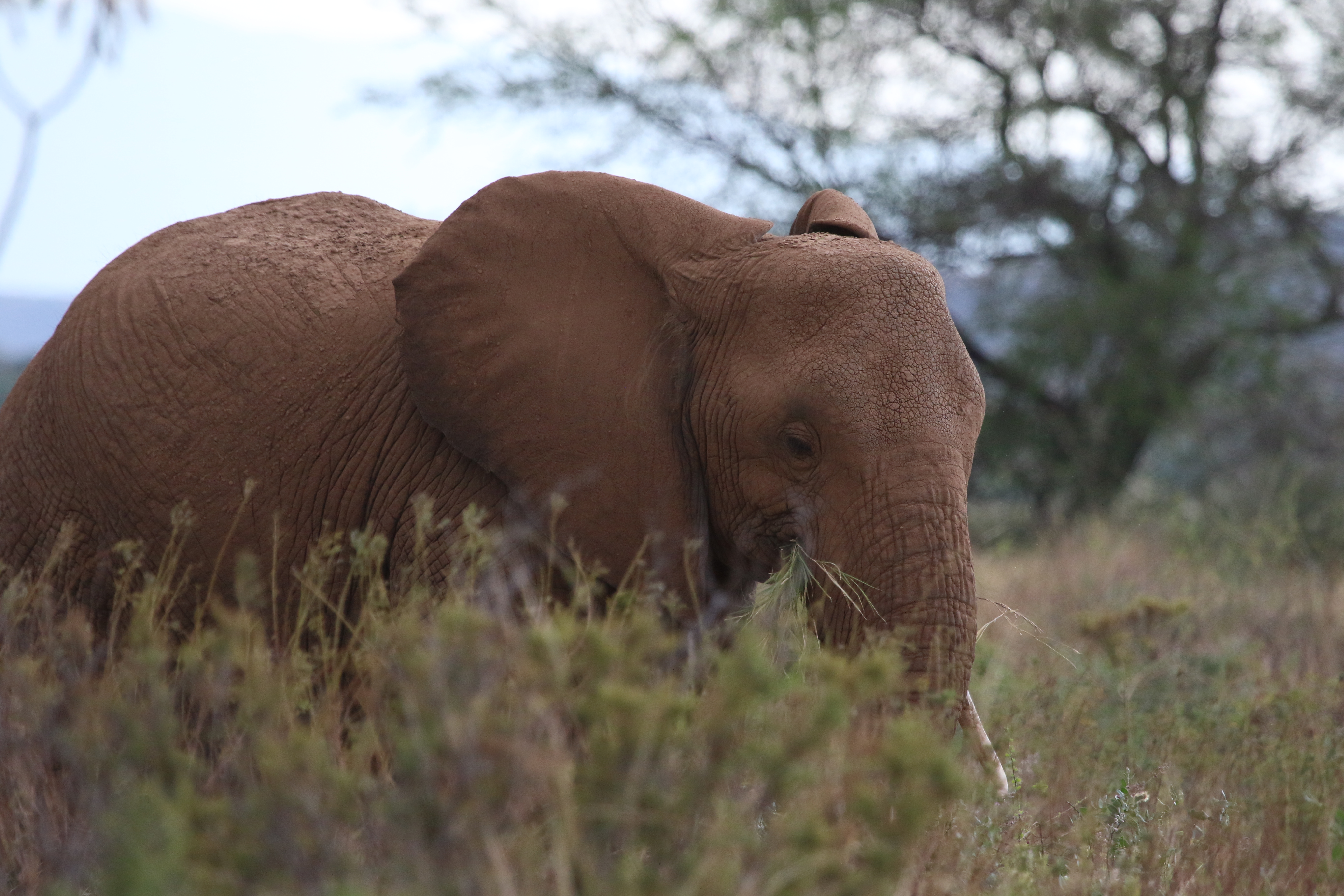 6 Nights/7 Days Safari Adventure