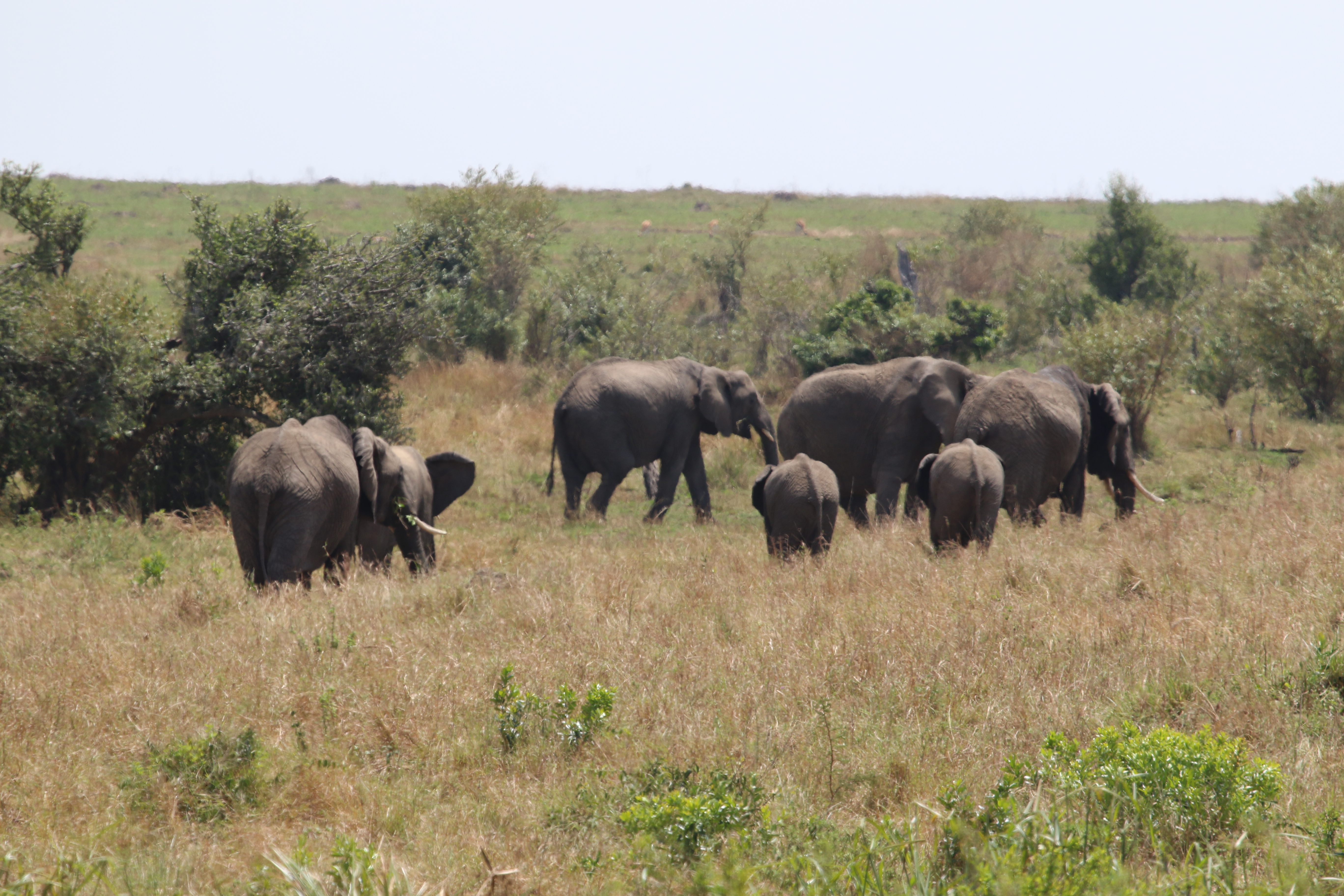 6-Day Ol Pejeta & Samburu Safari Adventure