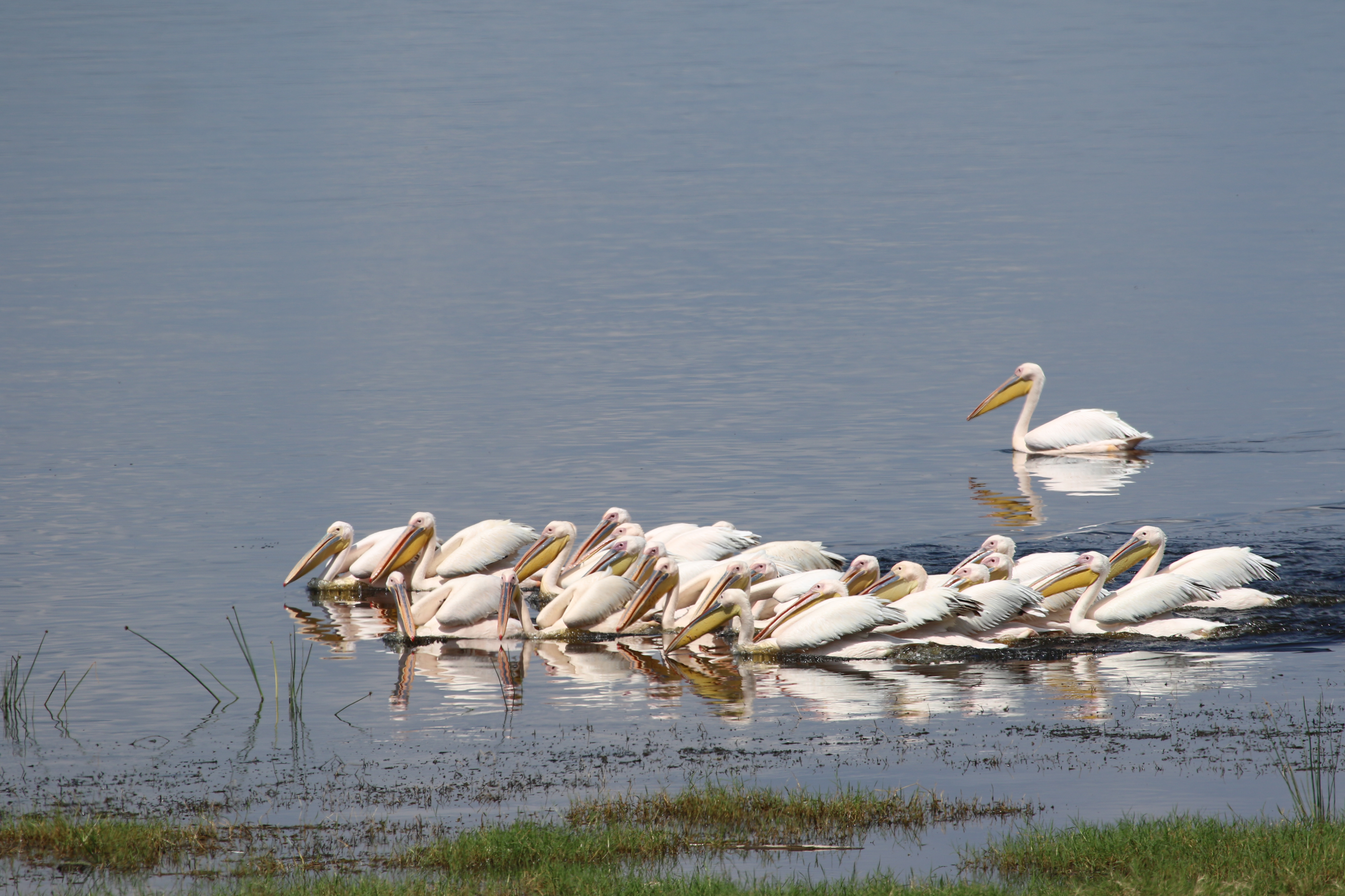 7 Days Safari Masai Mara – Nakuru - Naivasha – Amboseli  Shared Safari