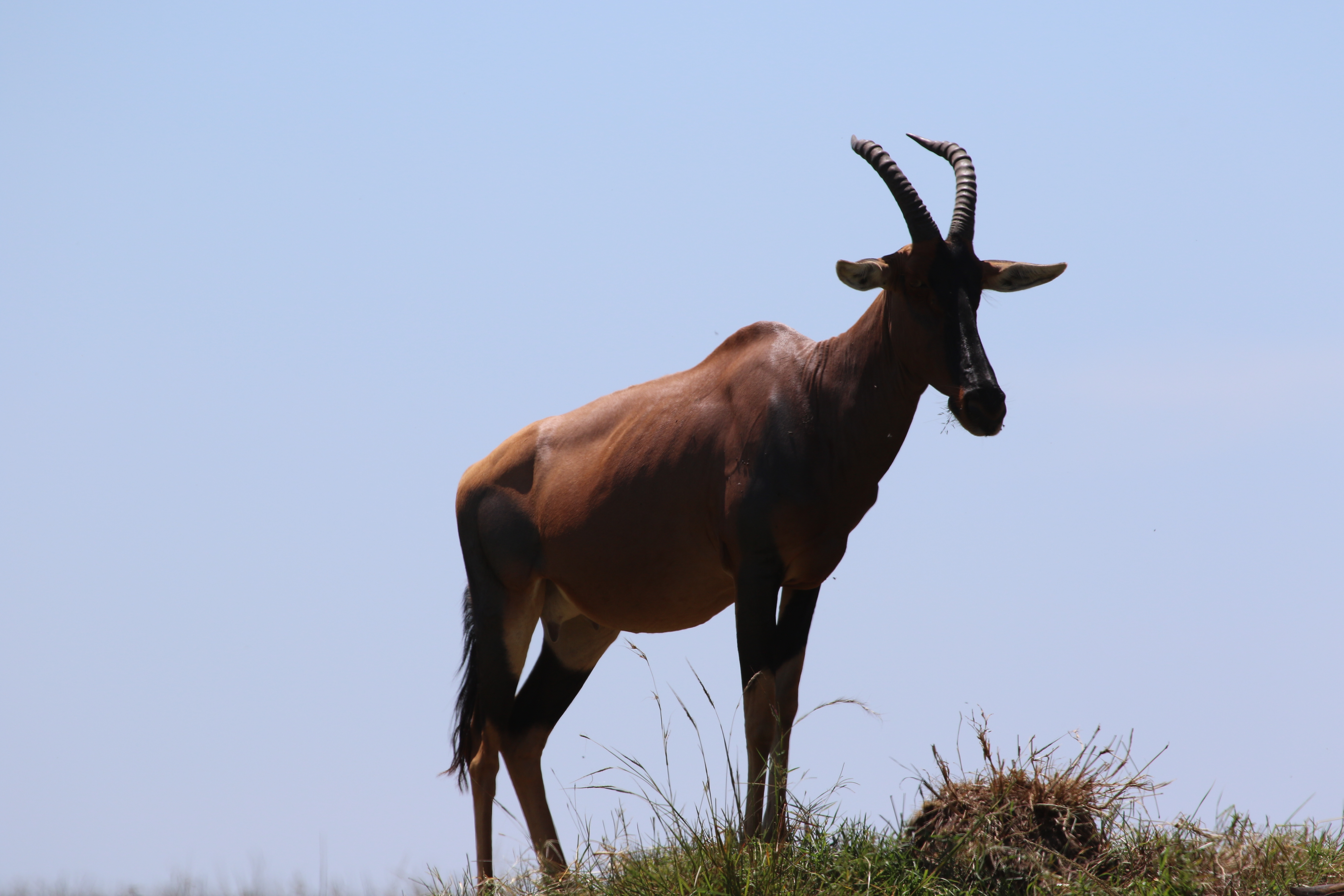 3 Days, 2 Nights Masai Mara Safari