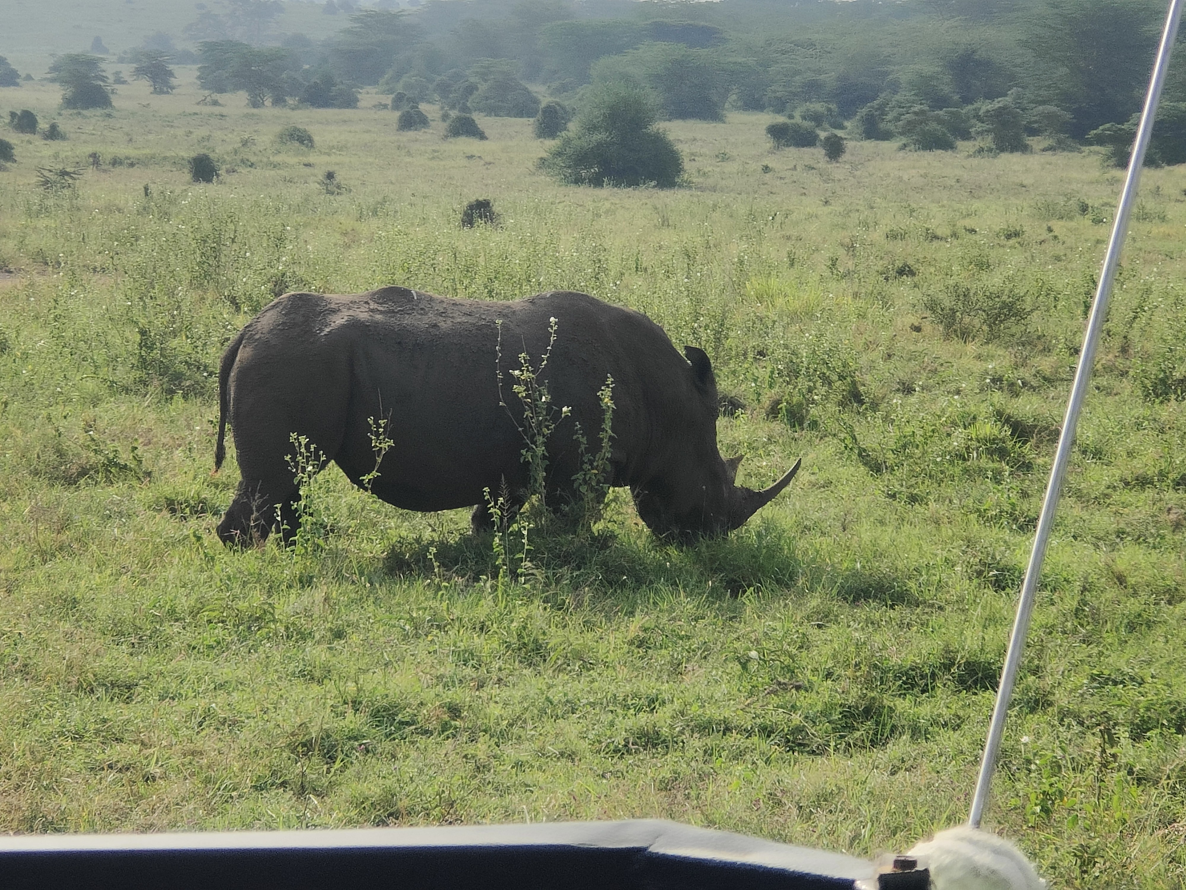 Nairobi National Park Half Day Tour