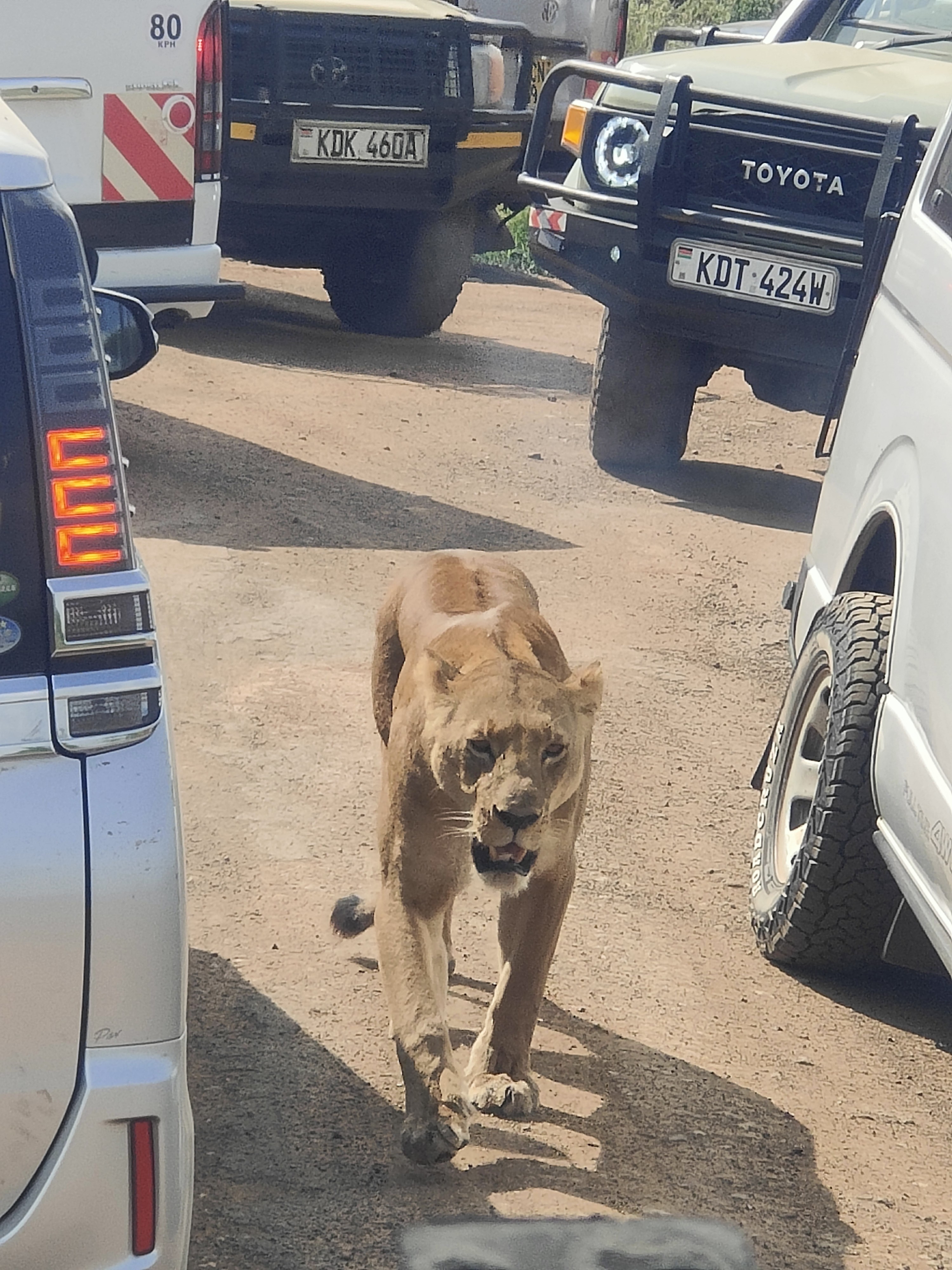 Nairobi National Park Half Day Tour