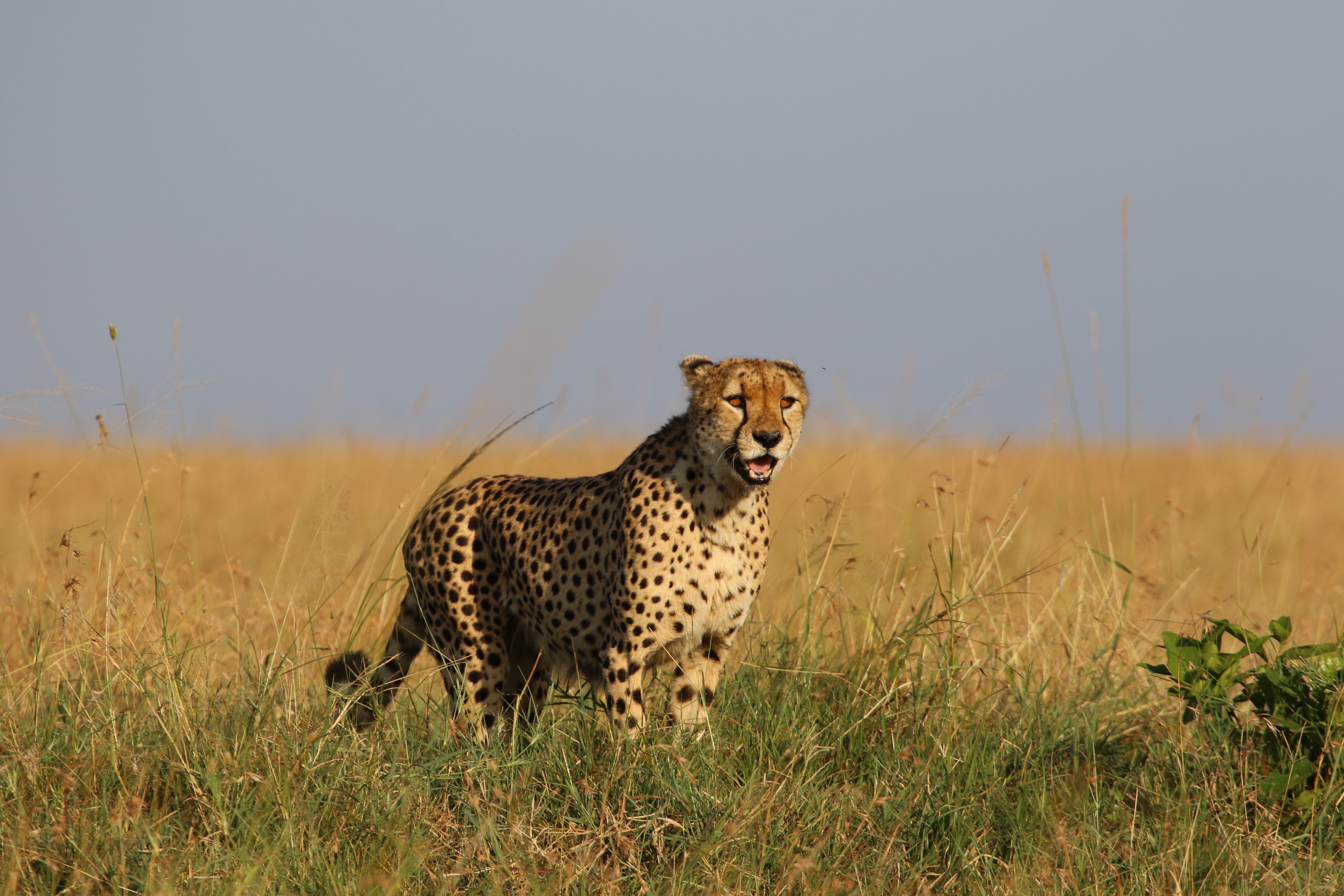 3 Days, 2 Nights Masai Mara Safari