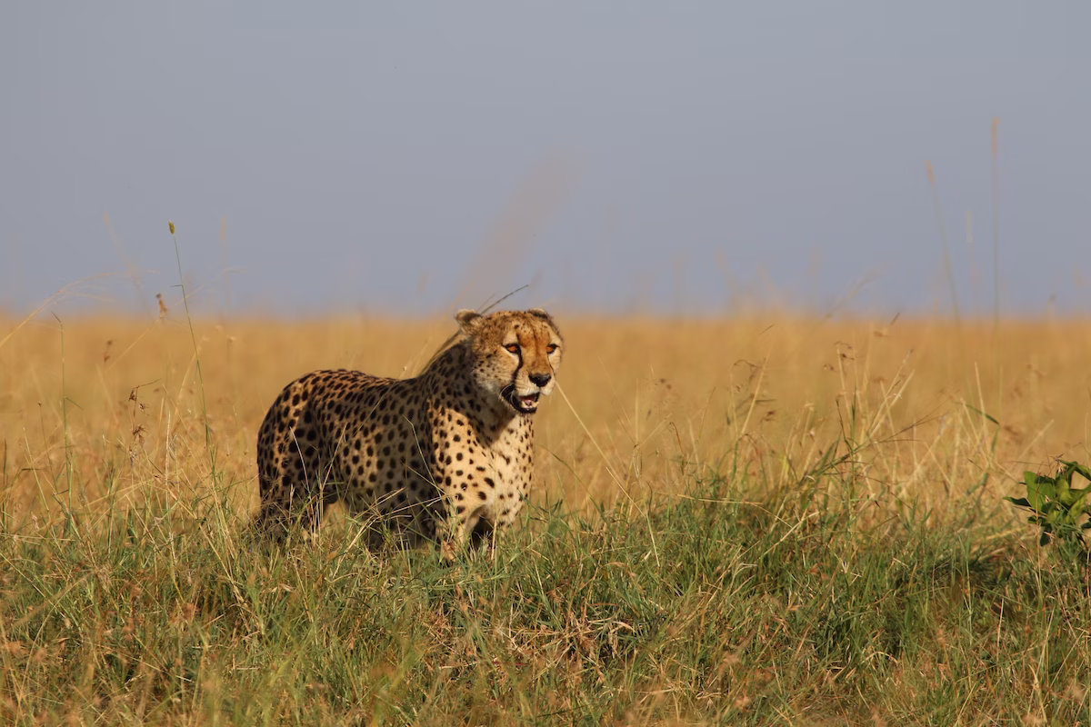 6 Days Safari The Halal Way