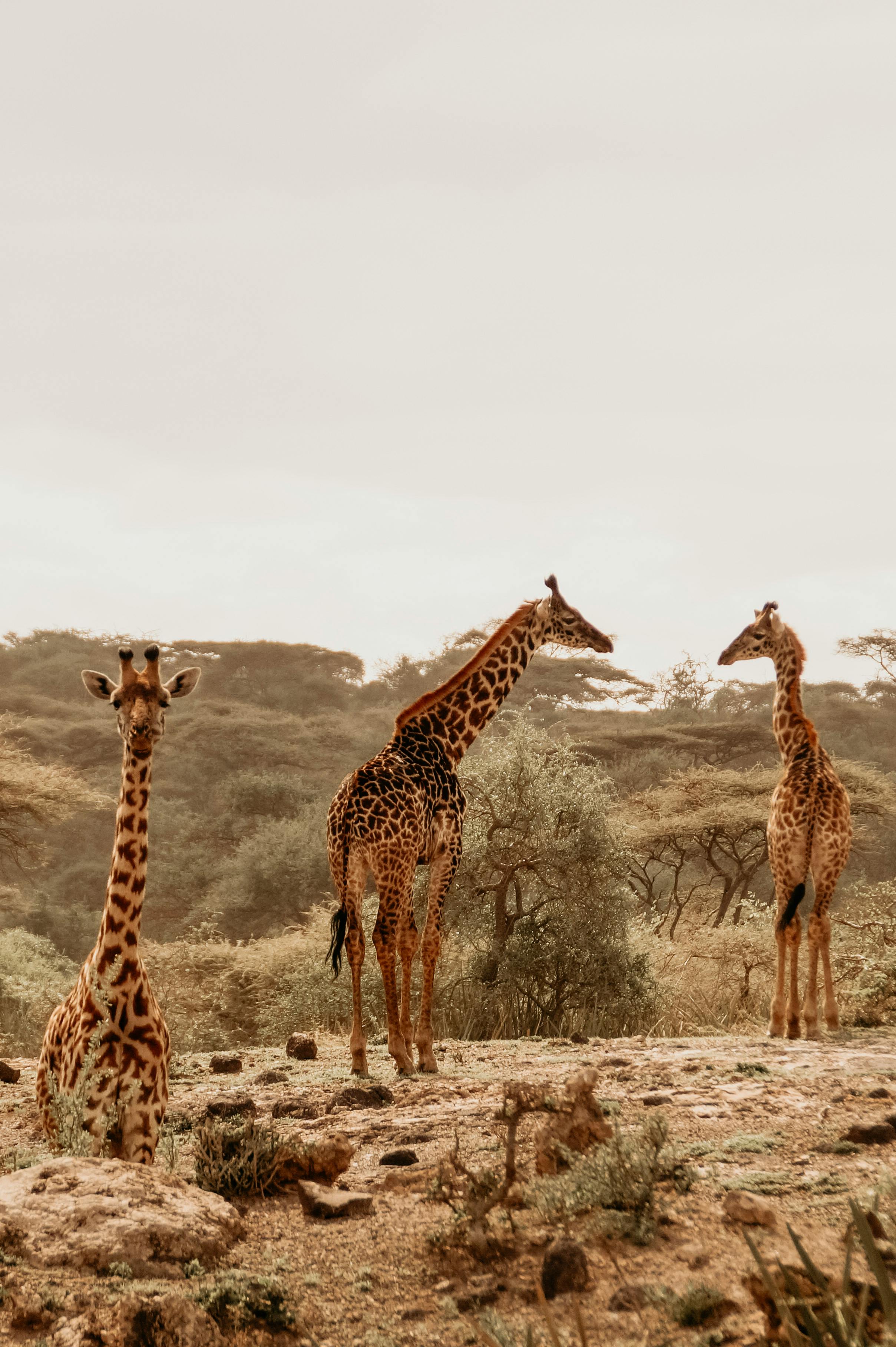 6-Day Ol Pejeta & Samburu Safari Adventures
