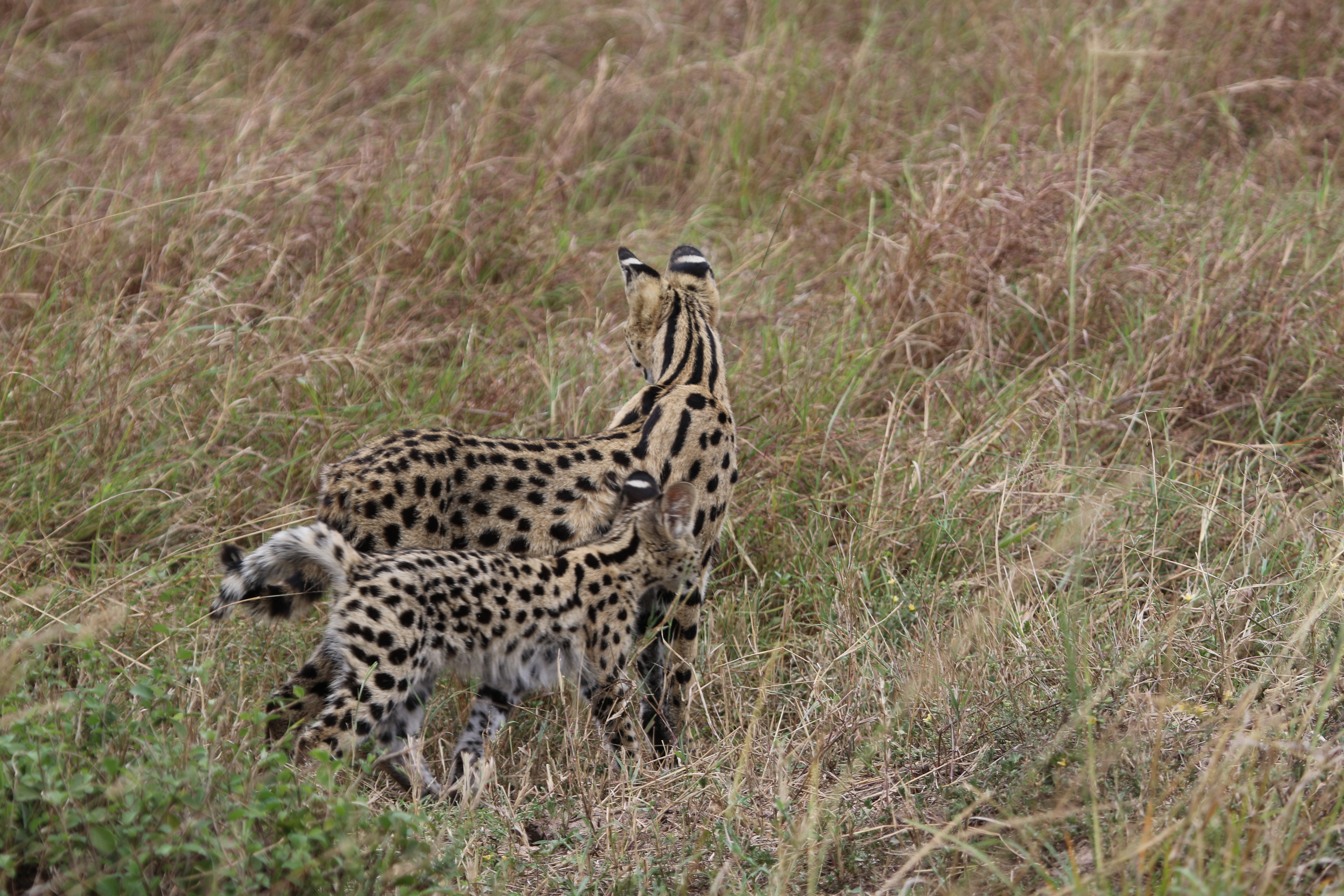 5-Day Masai Mara-Lake Nakuru-Naivasha Safari