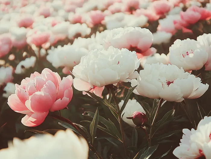 A field of white and pink peonies