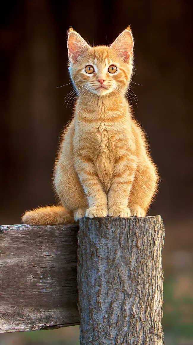 Kitten sits perched on a wooden post