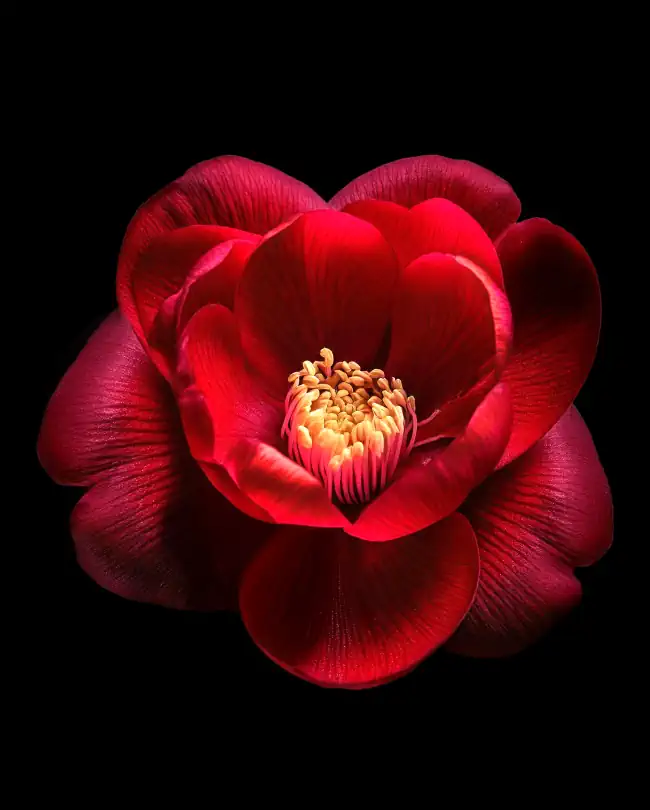 Camelia Flower
