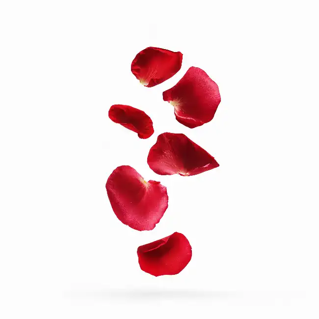 Scattered deep red rose petals