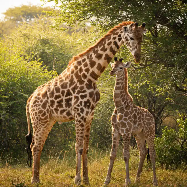 A giraffe and its calf