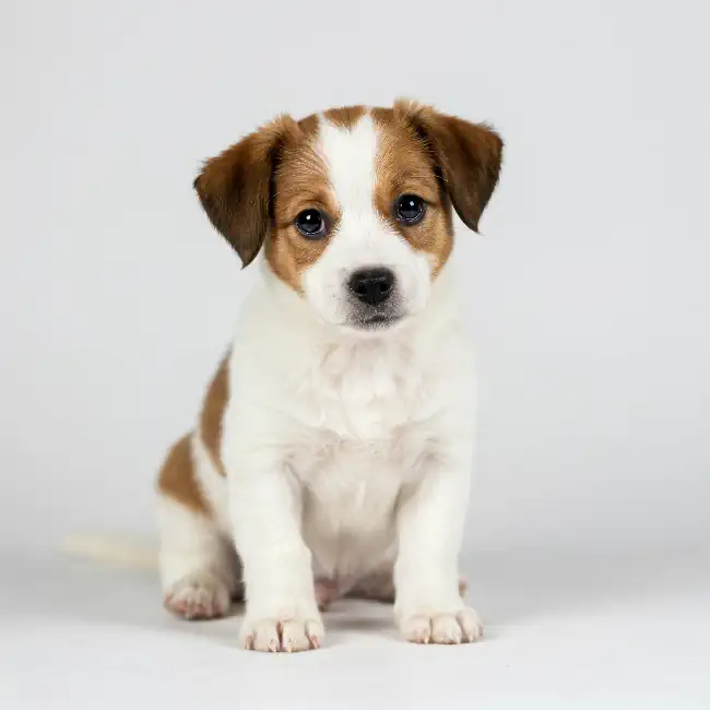 small puppy 