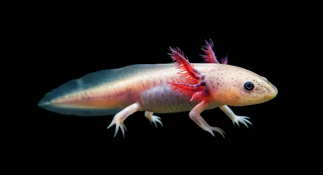 Axolotl on a black background