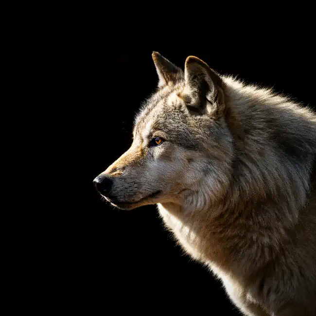 Wolf against a black background