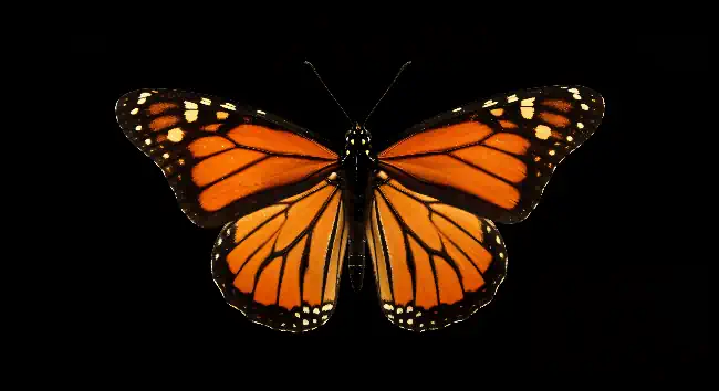 Orange butterfly on a black background