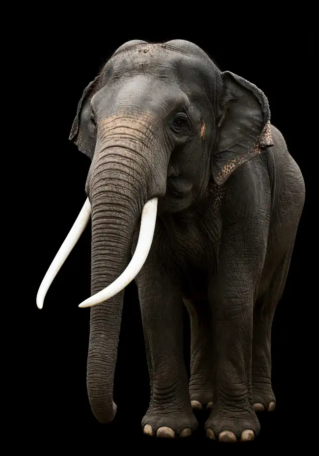 Elephant against a black background