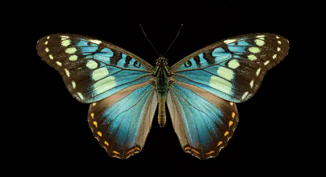 Blue butterfly on a black background