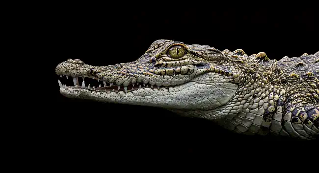 Alligator against a black background 2