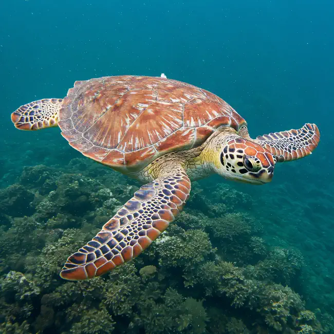 Sea Turtle