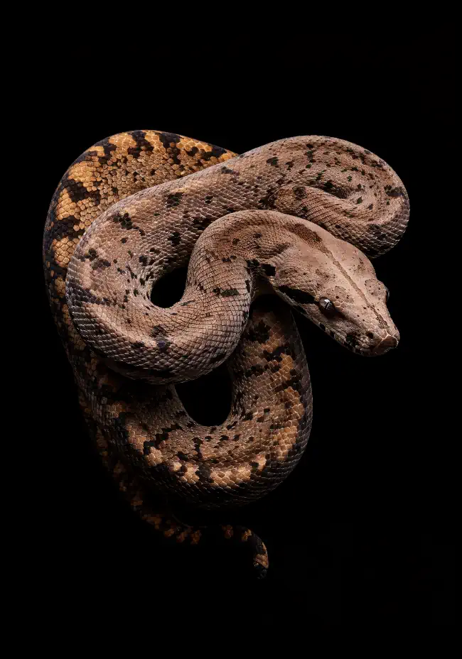 Boa constrictor on a black background