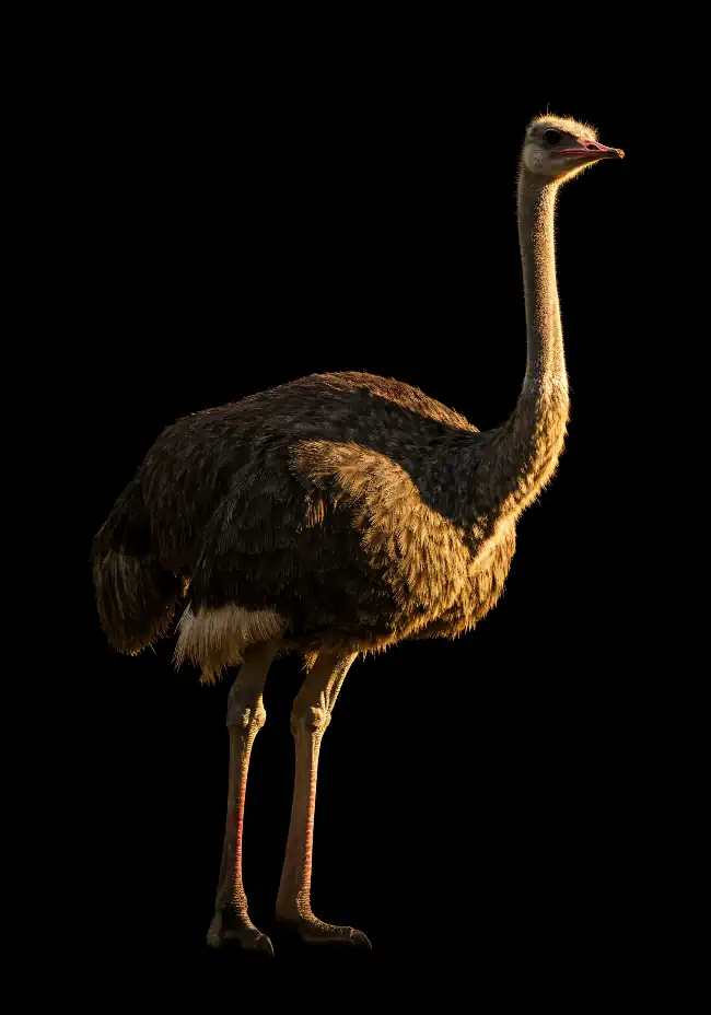 Ostrich on a black background
