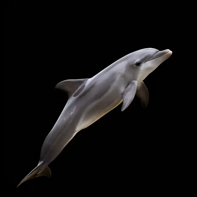 Dolphin jumping