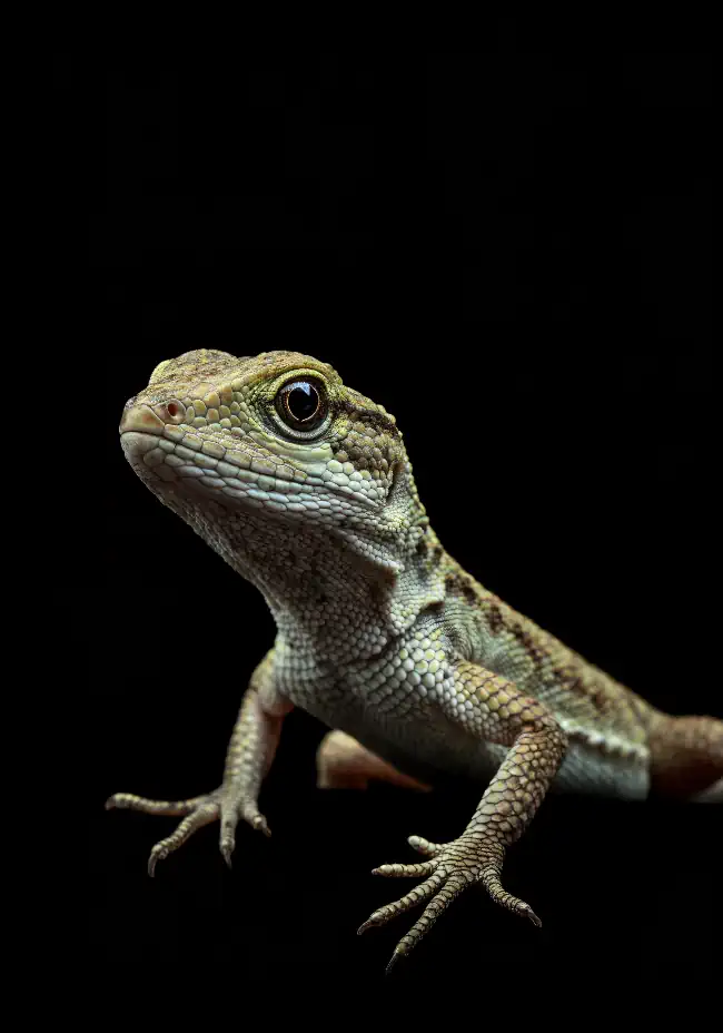 Lizard on a black background