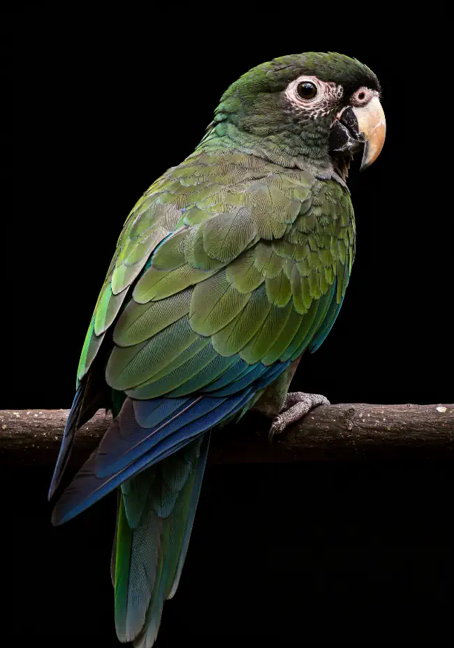 Green Parrot on a black background 2