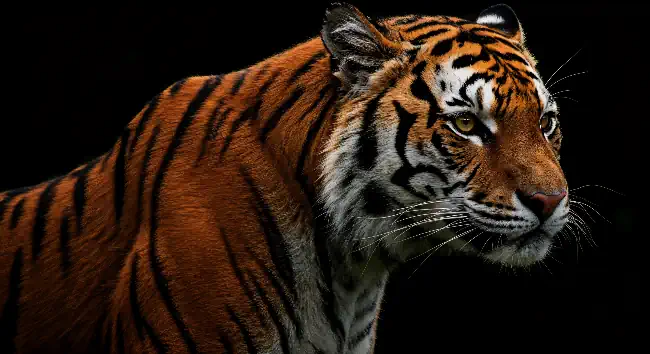 Tiger on a black background 2