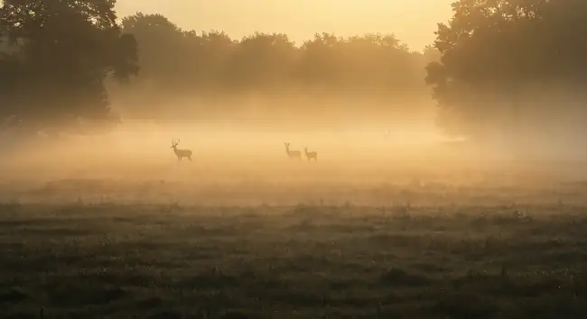 Vast plain with deer