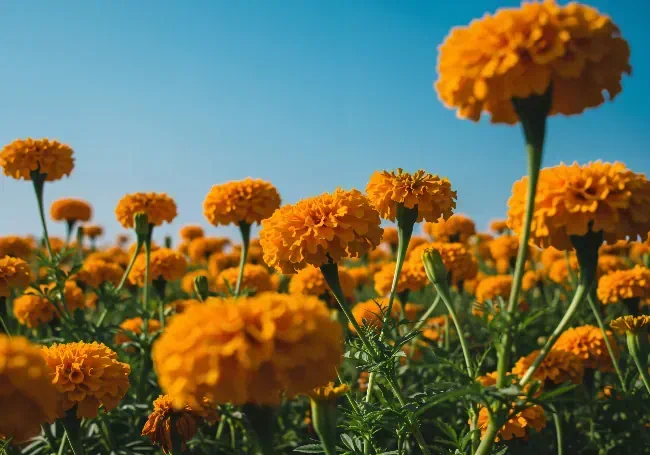 Orange Blooms Sunny Field