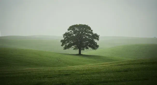 Solitary Tree on Green Hills 2