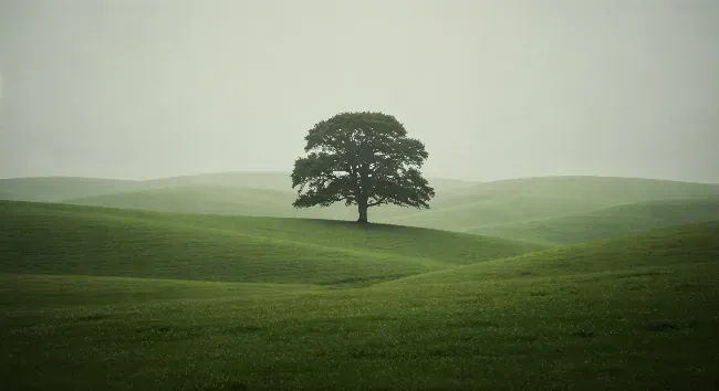 Solitary Tree on Green Hills