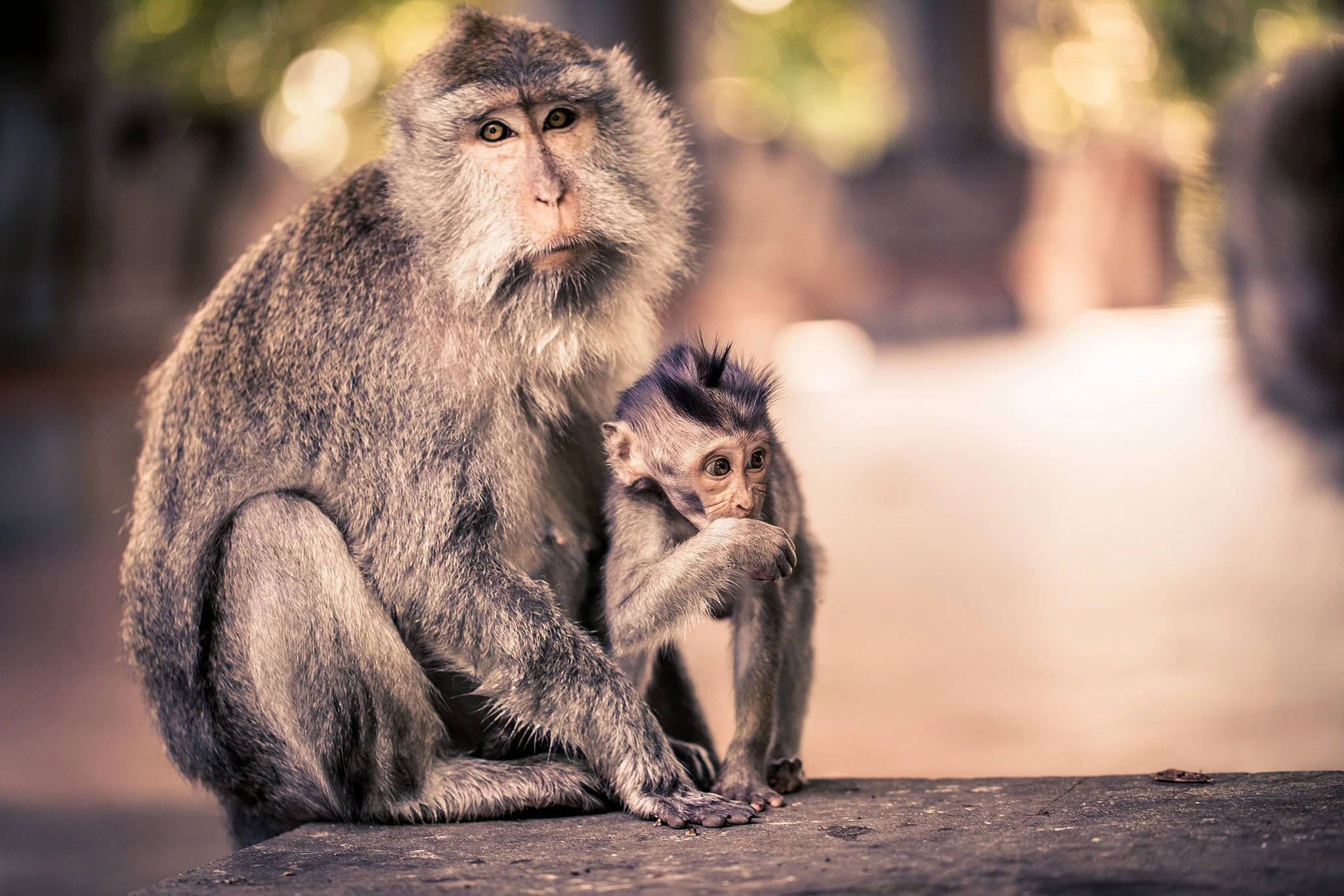 A Macaque Mother and Child - Photo by ZPhotoo