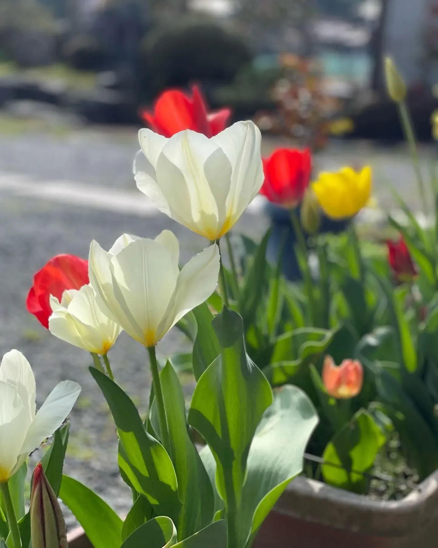 暖かい春の1日♩ の写真 3