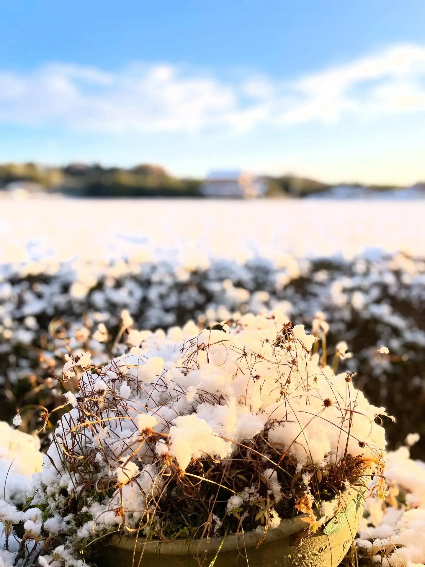 初雪で少し雪化粧❄️