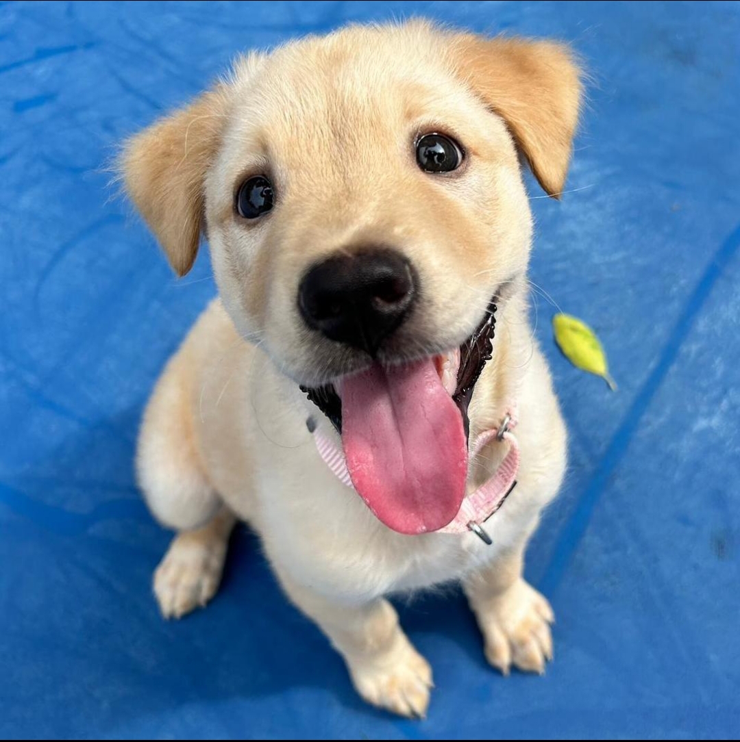 Cachorros que van a quedar viudos - foto 1