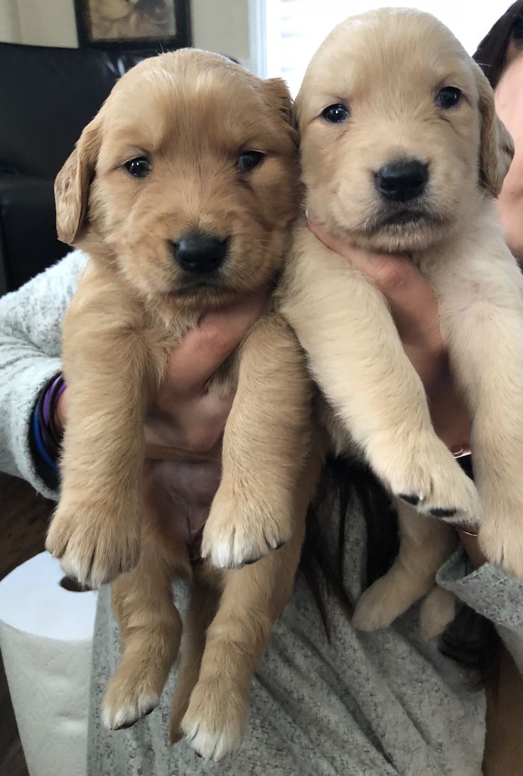 Cachorros que van a quedar viudos - foto 2