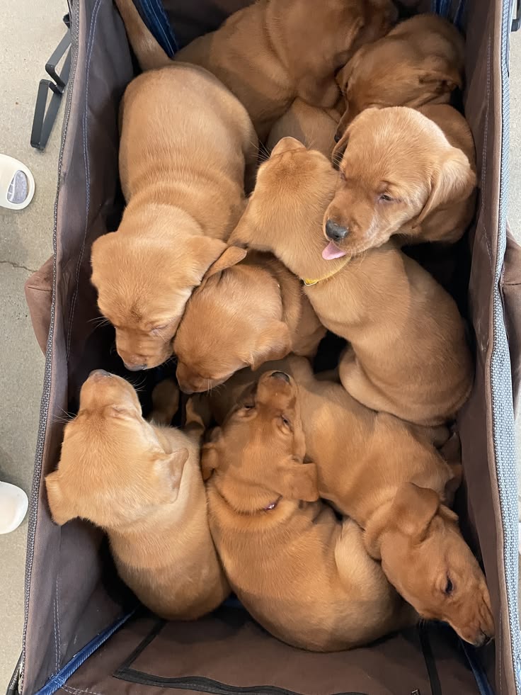 CACHORROS EN VENTA - foto 2